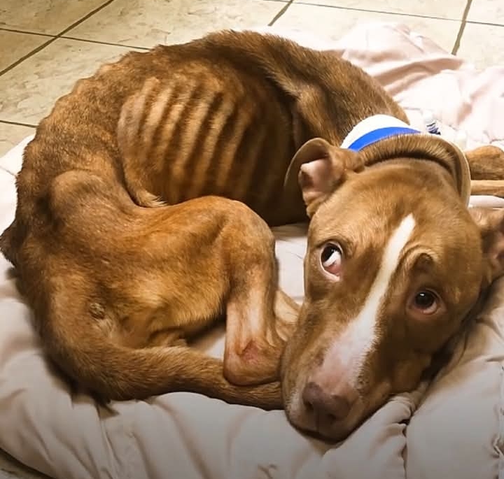 From Streets to Smiles: Resilient Puppy Reese Ready for Her Forever Home