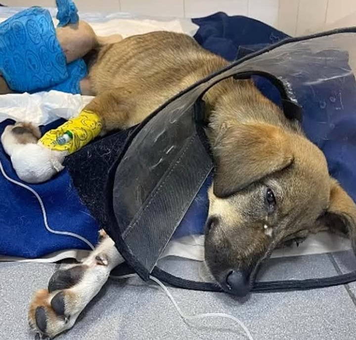 Tiny Puppy Molly Triumphs Over Tragedy, Seeks Loving Forever Home