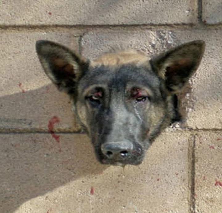 Heroic Rescue Saves Curious Pup from Concrete Wall Predicament in California