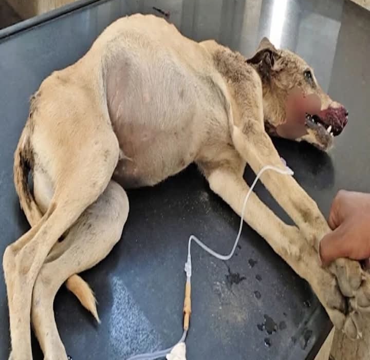 Against All Odds: A Puppy’s Journey from Despair to Hope and Healing