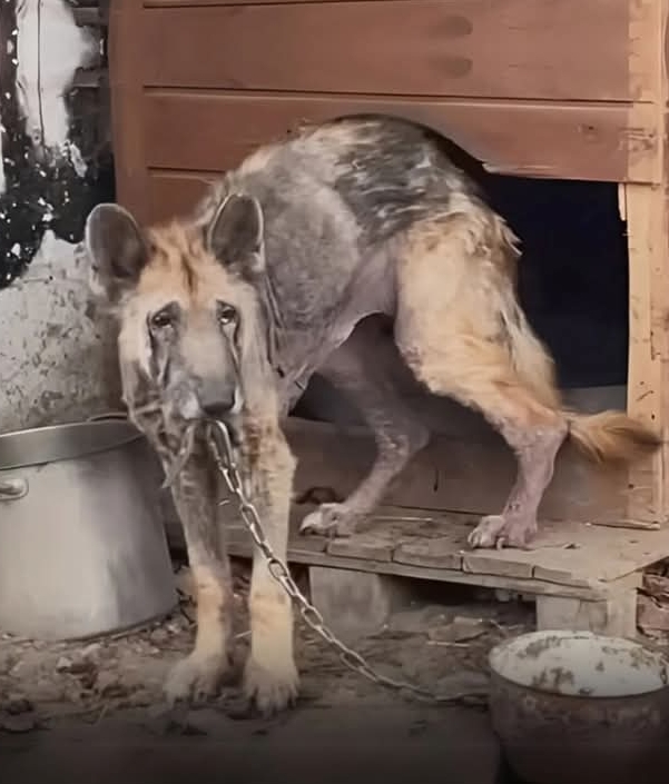 From Abandoned to Adored: A Dog’s Journey to Love and Belonging