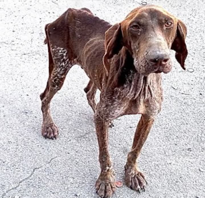 From Ailing to Adored: Hopi’s Remarkable Journey to Health and Happiness