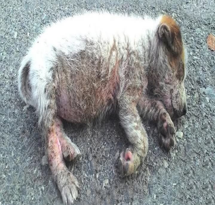 Rescued Puppy Overcomes Tragic Fate Thanks to Swift Action and Compassionate Care