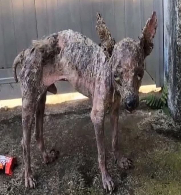 Resilient Puppy Overcomes Trauma to Inspire Hope and Compassion for Abused Animals