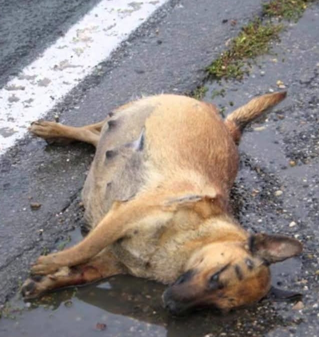 Community Unites to Rescue Exhausted Pregnant Dog in Heartwarming Tale of Compassion