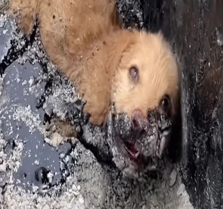 Compassion in Crisis: The Heartwarming Rescue of Little Trio the Puppy