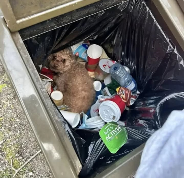Rescued Oscar Finds Forever Home After Being Saved from Park Trash Can