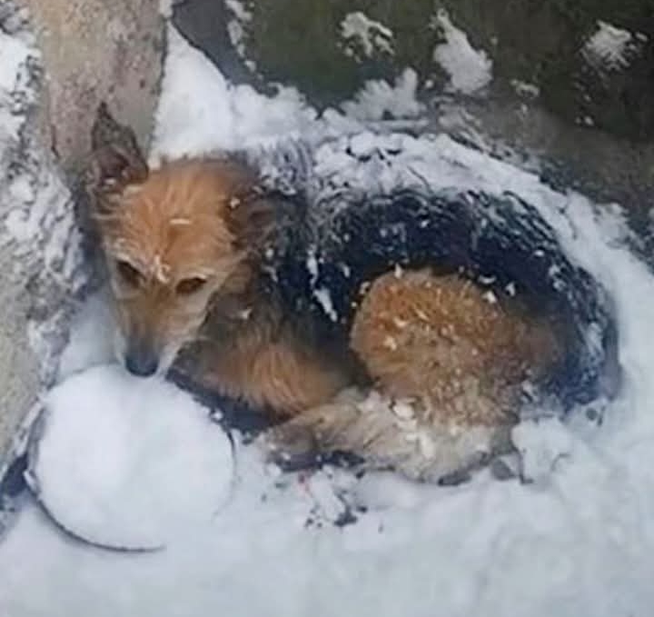 Snow White’s Icy Ordeal: Rescued Puppy Transforms from Tragedy to Triumph with Stray Paws
