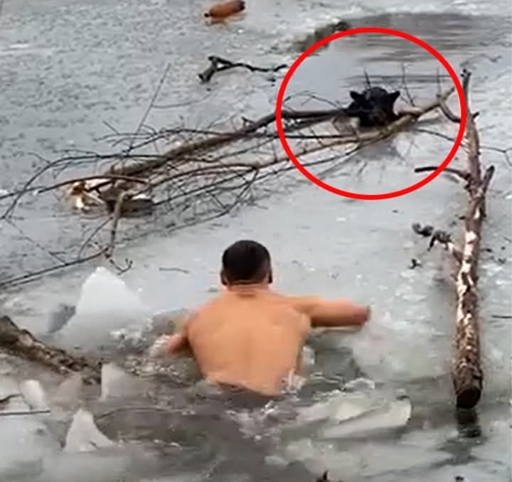 Heroic Rescue on Icy Lake: Man Braves Freezing Waters to Save Dog