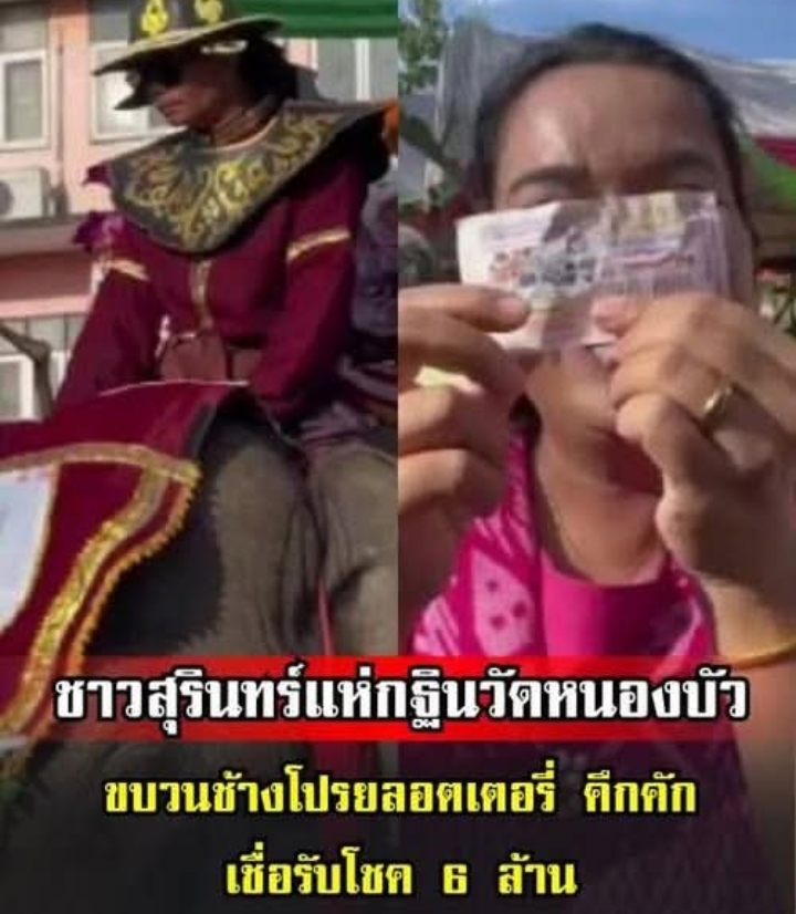 ชาวสุรินทร์แห่กฐินวัดหนองบัว ขบวนช้างโปรยทานลอตเตอรี่ คึกคัก! เชื่อรับโชค 6 ล้านกลับบ้าน