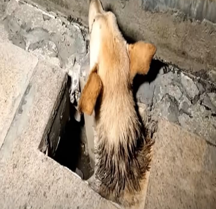 From Despair to Joy: Dovey the Dog’s Remarkable Journey to Health and Happiness