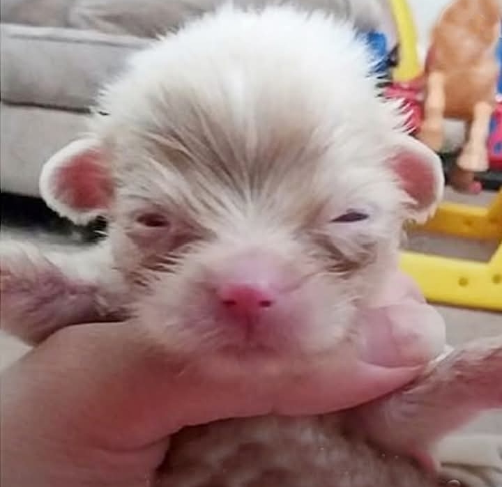 Lucky’s Journey: Overcoming Adversity with Love and Determination