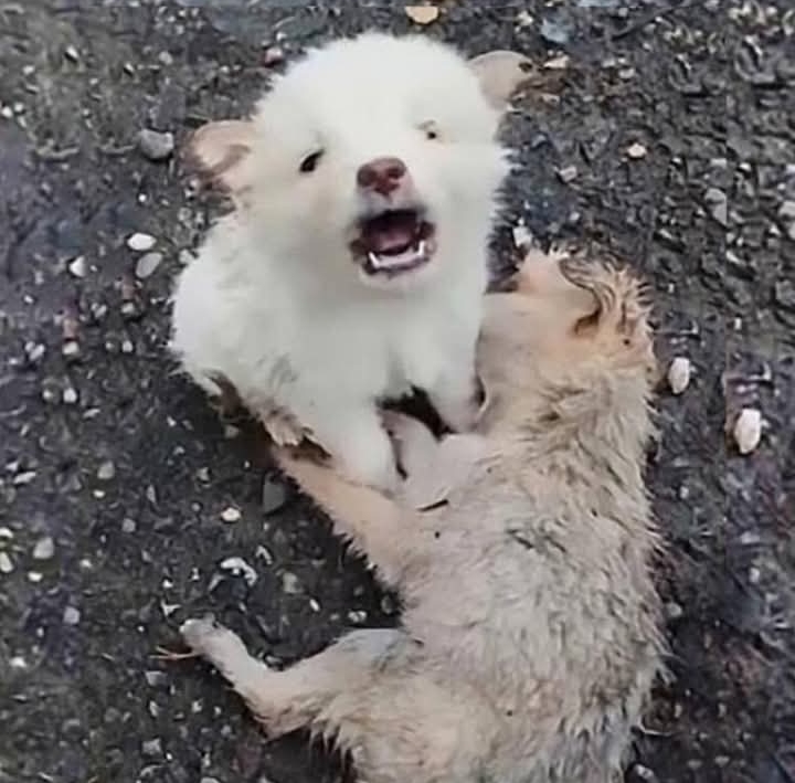 Stray Puppy Mourns Companion, Finds Hope Through Human Kindness in Sichuan