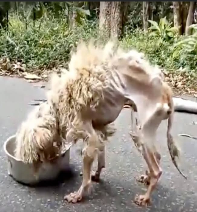 Homeless Dog Salvador’s Journey from Desperation to a Joyful Forever Home