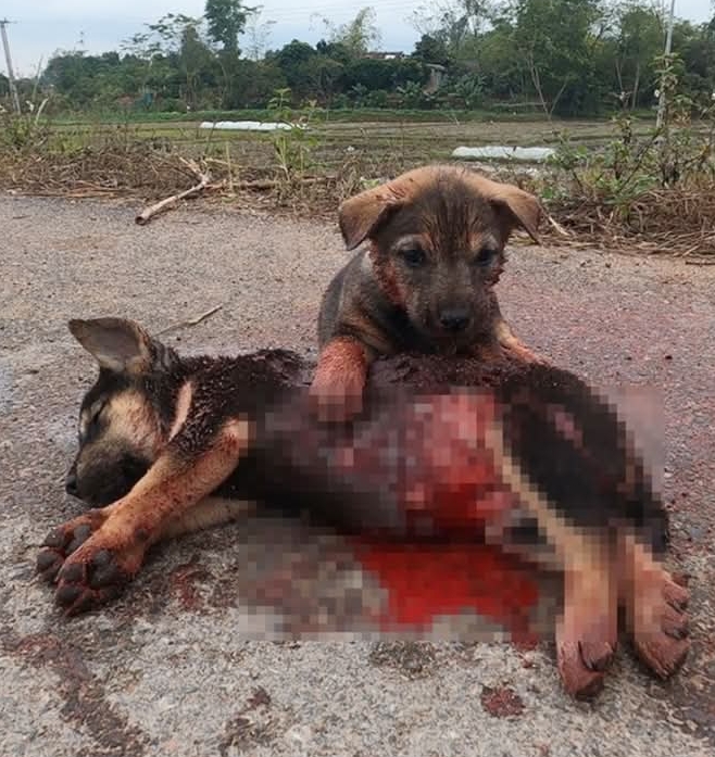 Brave Puppy Survives Tragic Accident, Seeks a Loving Home After Heartbreaking Loss