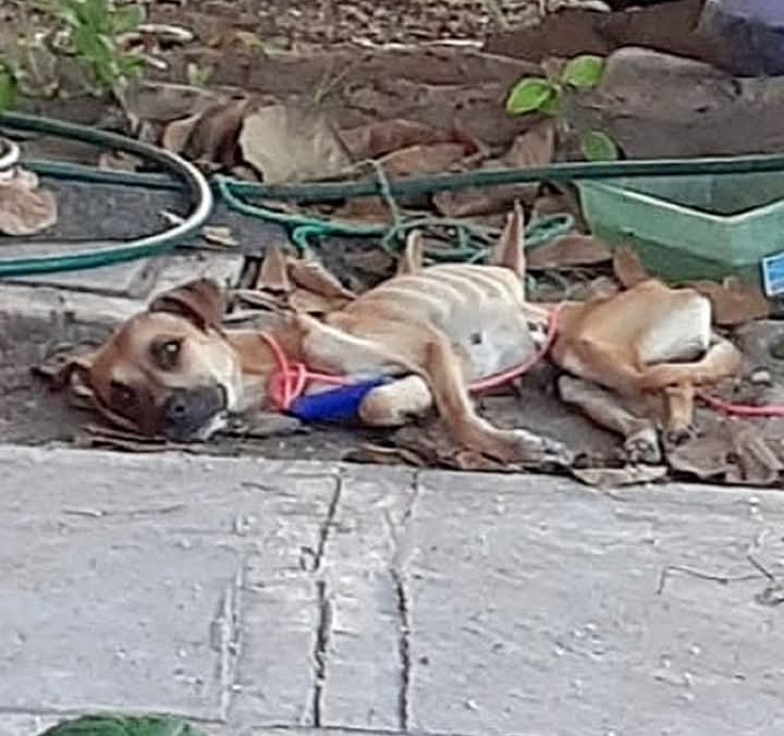 Eva’s Triumphant Journey: From Paralysis to Playing by the Sea in Canada