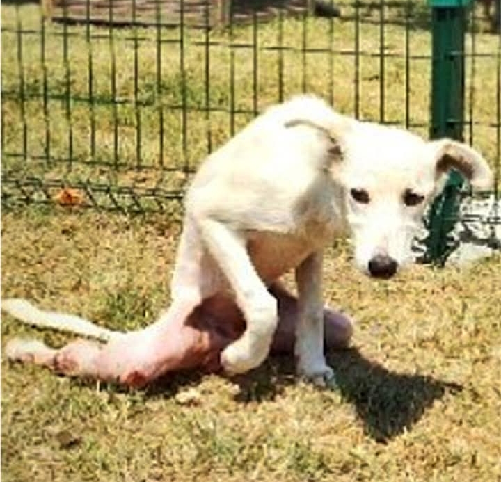 Paralyzed Pup Lawson Rolls Into a New Life with Heartwarming Rescue and Wheelchair