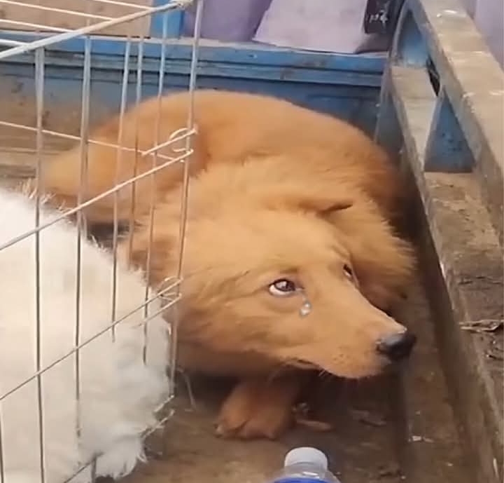 Rescuing Hope: Transforming Lives of Stray Dogs from Struggle to Safety