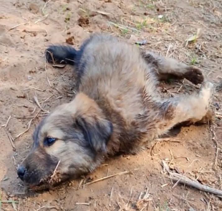 Rescued Dog Overcomes Injury: Heartwarming Journey to Recovery at Pet Sanctuary