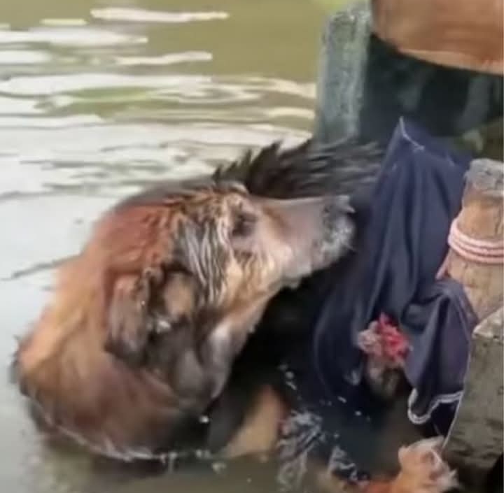 Brave Dog Rescued from River Gets Lifesaving Surgery; Help Spread Her Story of Hope