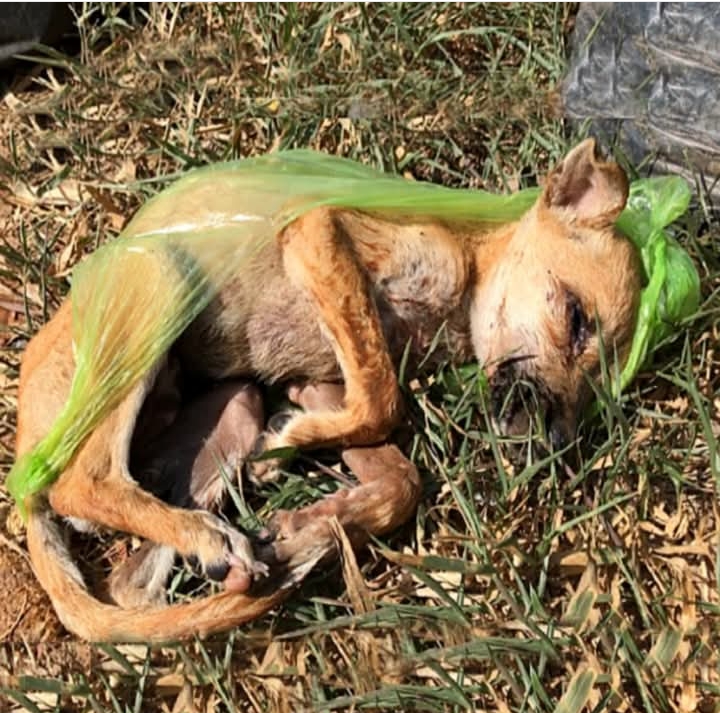 From Trash to Triumph: Rescued Puppy Overcomes Odds with Careful Intervention and Love