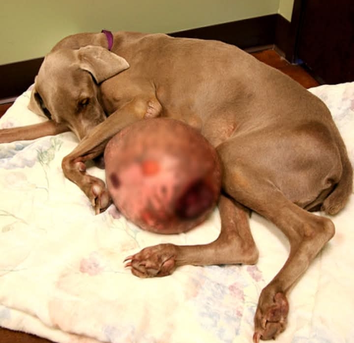 Miracle Rescue: From Tumor Survivor to Thriving Pet, Gilbert Grape’s Inspiring Journey