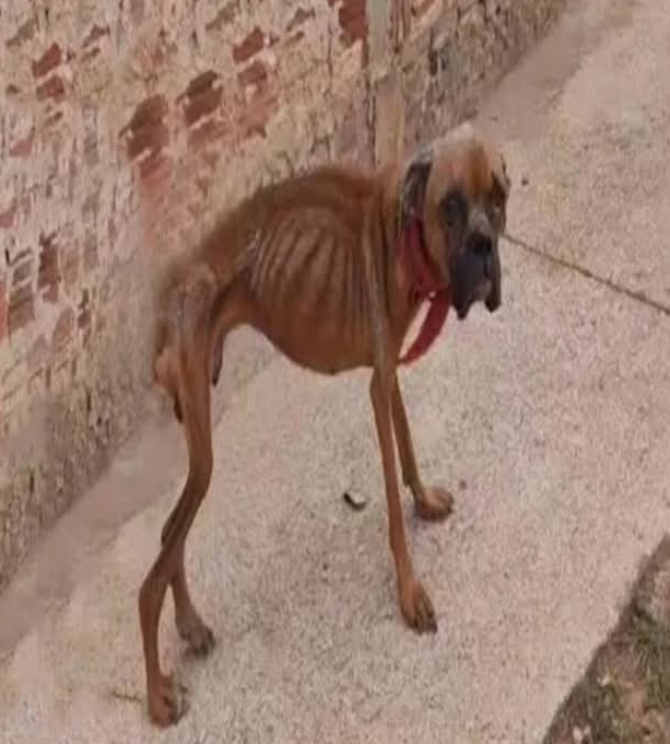 From Abandonment to Hope: Felix the Pitbull’s Inspiring Road to Recovery and Redemption