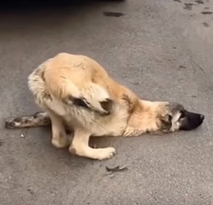 He Was a Walking Skeleton When Rescuers Found Him. The Dog He Is Today Is Almost Unrecognizable.