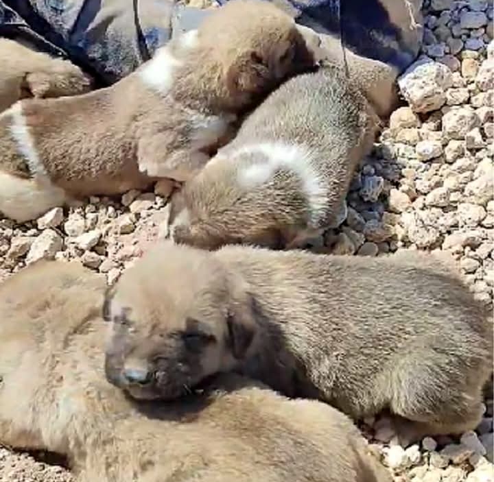 Heroic Vet Saves Trapped Dog and Her Seven Puppies from Landslide in Turkey