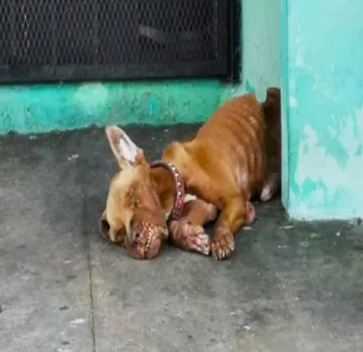 From Stray to Star: Baxter’s Heartwarming Journey of Hope and Healing