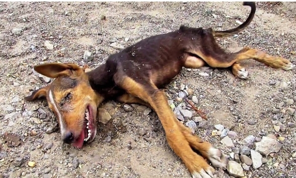 Street Dog Beats Distemper: Heartwarming Rescue and Recovery Inspires Hope