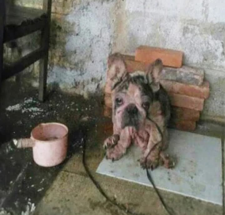 From Chains to Joy: Bama’s Inspiring Journey of Healing and Hope