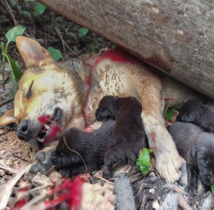 Heroic Mother Dog Bridges Perilous Path for Puppy, Showcasing Unyielding Maternal Sacrifice