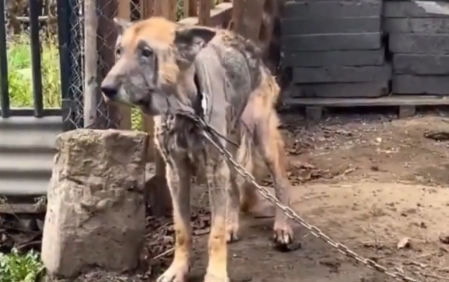 From Abandonment to Adoration: A Neglected Dog’s Heartwarming Journey to a Loving Home