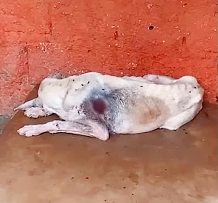 From Skin and Bones to Recovery: Azulo’s Inspiring Journey of Healing and Hope