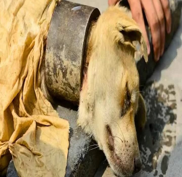 Dog Rescue Highlights China’s Growing Debate Over Animal Cruelty and Dog Meat Consumption