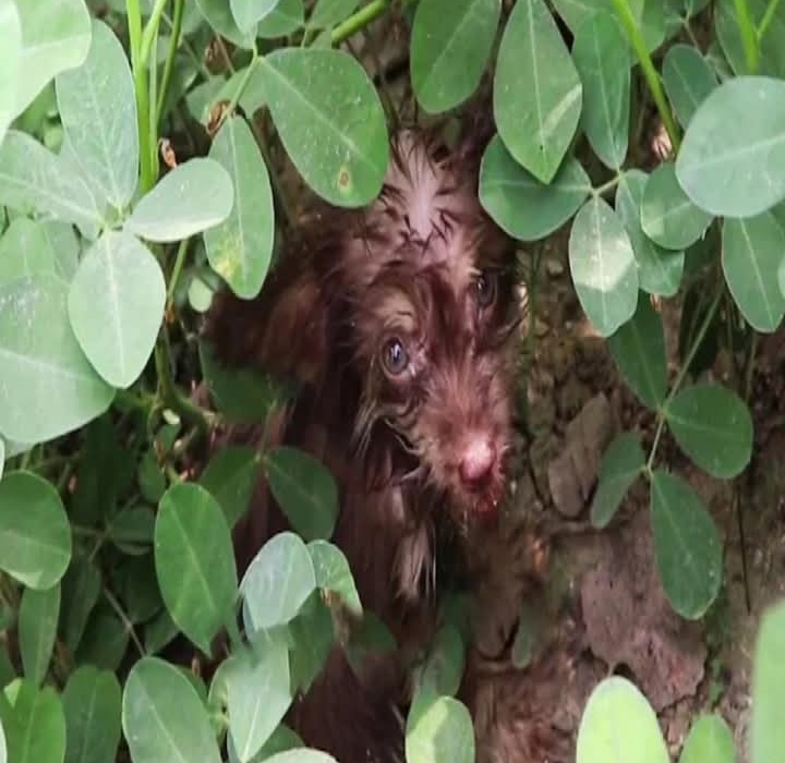 From Trauma to Triumph: Resilient Puppy Overcomes Adversity with Love and Care