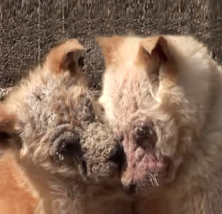 Abandoned Pups Find Hope in Strangers’ Kindness After Being Left in Muddy Pool