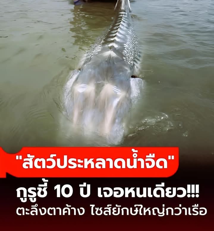 ตะลึงตาค้าง “สัตว์ประหลาดน้ำจืด” ตัวใหญ่กว่าเรือ ผู้เชี่ยวชาญชี้ 10 ปีมีหนเดียว.