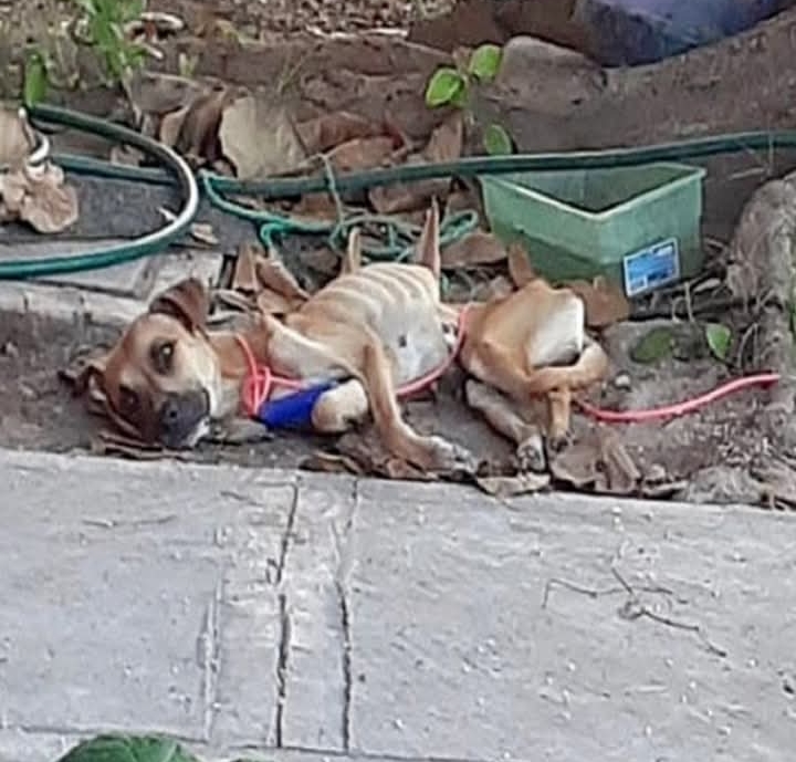 Resilient Eva Finds Love and Healing: From Paralysis to a Joyful Forever Home