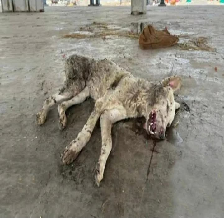 Neglected Dog Named Fighter Overcomes Adversity with Unbreakable Spirit and Care