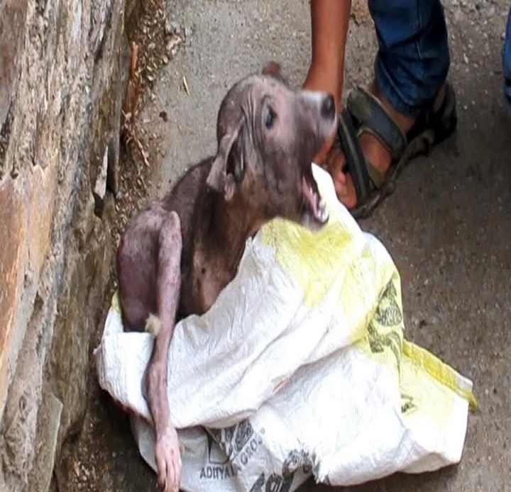 Jumper’s Journey: From Struggling Street Pup to Symbol of Resilience and Love