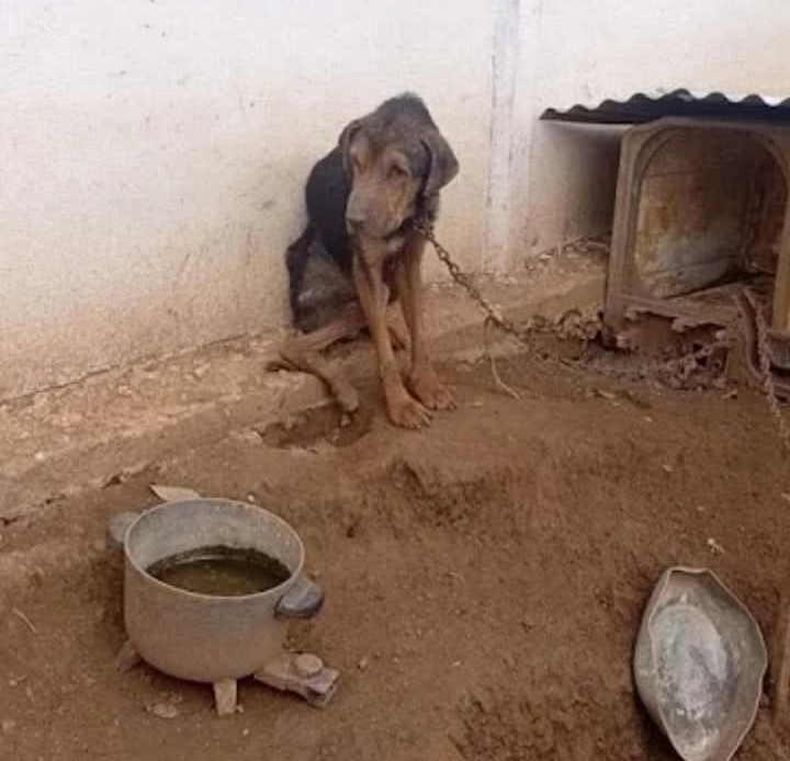 From Misery to Miracles: Max’s Remarkable Journey to Health and Happiness