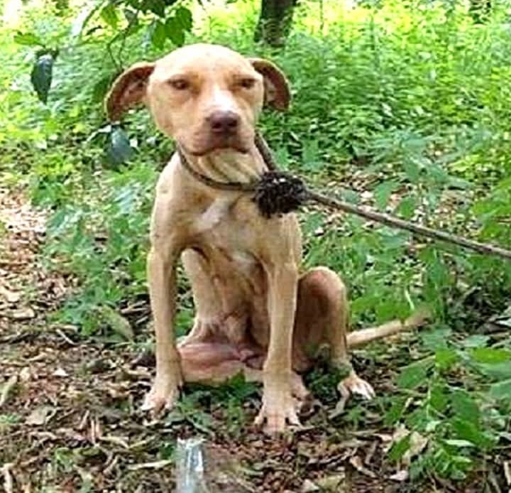 From Heartbreak to Happiness: The Rescue of a Pregnant Dog and Her Newborn Pups.