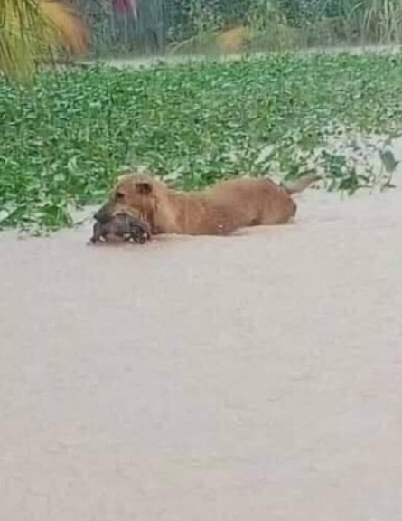 Heroic Mother Dog Bravely Rescues Puppies from Flood, Warms Hearts Worldwide