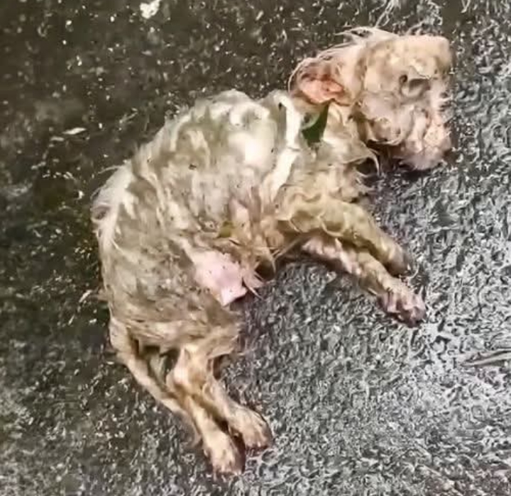 From Mud to Miracle: Heartwarming Rescue Transforms Struggling Puppy into Beloved Companion.