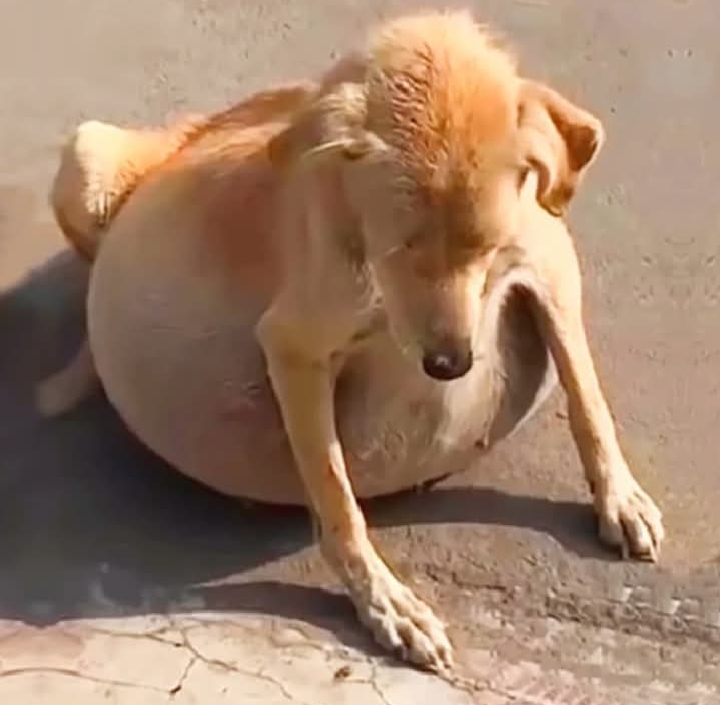 Fufy’s Journey: From Misdiagnosis to Hopeful Recovery in Lahore