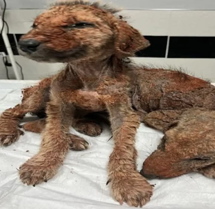 From Despair to Hope: Rescued Dogs Begin Journey to Healing and Trust