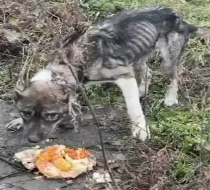 Against All Odds: Rico the Dog Triumphs Over Critical Condition with Hope and Determinatio