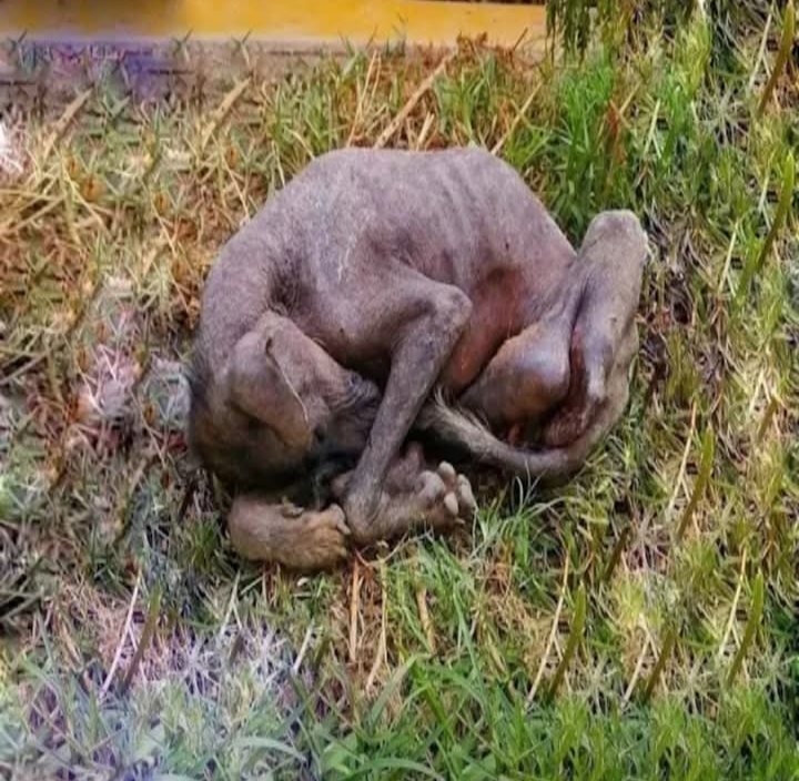 From Neglect to Joy: Luni’s Inspiring Journey of Healing and Hope